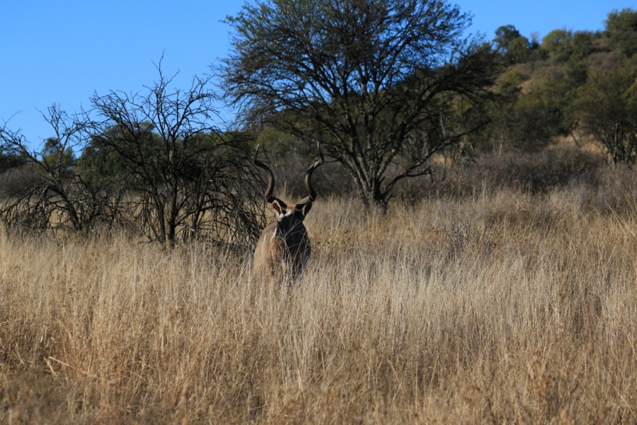 Commercial Property for Sale in Lekwena Wildlife Estate North West